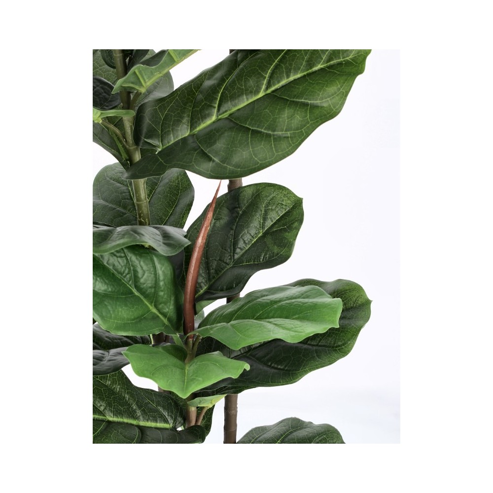 PIANTA FICUS LYRATA C-VASO 39FOGLIE H145
